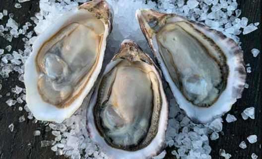 Sustainable Pacific Oyster Farming