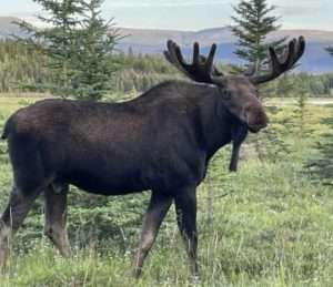 A bull moose looks at a photogra[pher near Whitehorse, Yukon, in summer of 2022. Photo by Ned Rozell