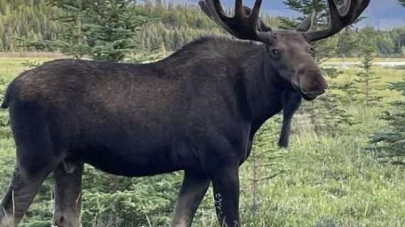 The Man Who Knew Moose Like No Other