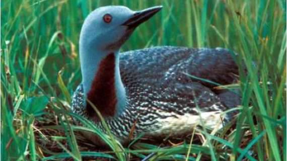 Loon-Alutiiq Word of the Week-October 18