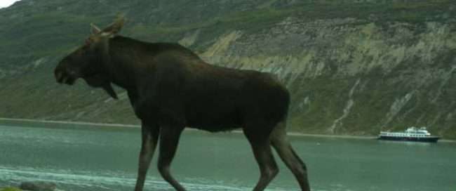 A moose walks by a wildlife camera, with a cruise ship in the background, in Glacier Bay National Park.Mira Sytsma