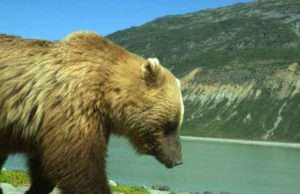 A brown bear is captured on a wildlife camera in Alaska’s Glacier Bay National Park. A new study found that nearly any level of human activity in a protected area like a national park can alter the behavior of animals there.Mira Sytsma