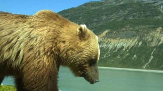 Animals in national parks impacted by even just a few people