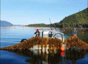 Alaska mariculture in practice - seaweed farming in Doyle Bay, Alaska with Seagrove Kelp Co. Credit: NOAA Fisheries