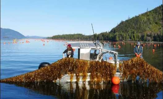 Alaska Mariculture Cluster Wins Regional Challenge Grant for Aquaculture