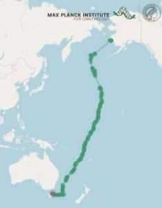 The track shows a juvenile Bar-Tailed Godwit's route as it took off from Southwest Alaska on October 13, 2022, and arrived 11 days later in Tasmania. Map courtesy of Jesse Conklin.