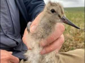 Scientist Jesse Conklin holds a Bar-Tailed Godwit chick not far from Nome. T^his was about a month before the bird embarked on an 8,425-mile nonstop flight to Tasmania that took 11 days without rest. Photo by Dan Ruthrauff.