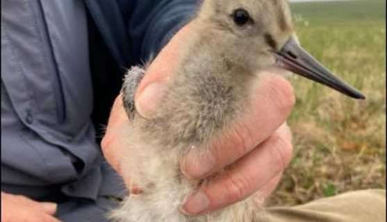 750 miles per day for 11 days, no rest