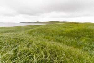 Photo: The grassy landscape of Aiaktalik Island, 2021.