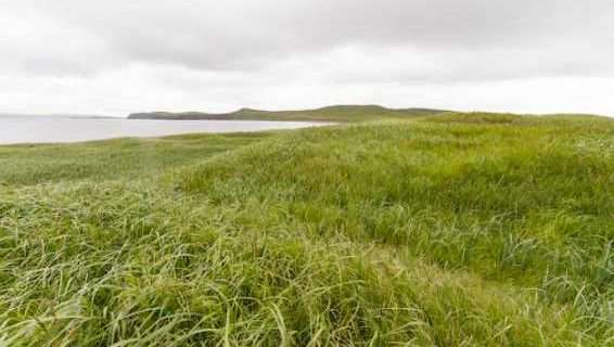 Aiaktalik Island-Alutiiq Word of the Week-November 6th