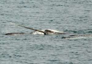 Narwhals at play. Credit: Marie Auger-Méthé