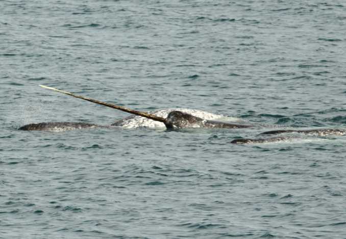 As sea ice retreats, narwhals are changing their migration patterns