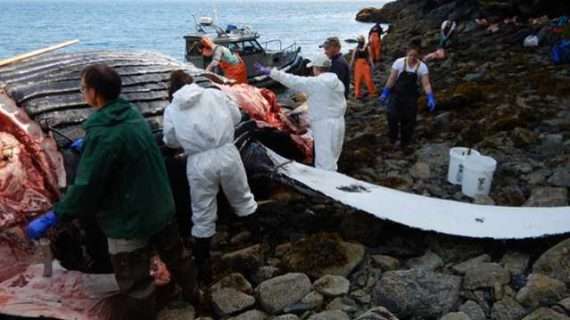 Meet the NOAA Alaska Region’s Stranding Response Team