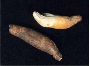Photo: Animal tooth pendants Alutiiq Museum collections.