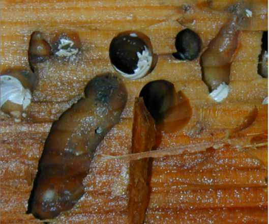 Wood-eating clams use their poop to dominate their habitat