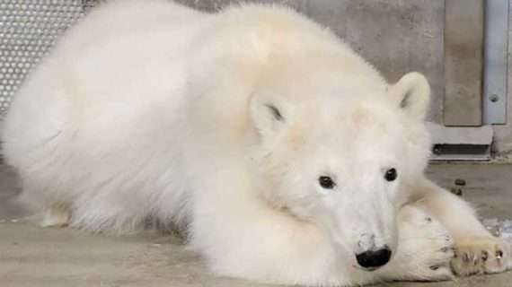 Orphaned Polar Bear Cub Roaming Prudhoe Bay Captured and Brought to Alaska Zoo for Its Welfare