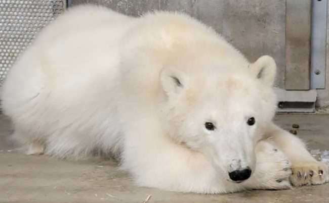 An orphaned polar bear cub roaming Prudhoe Bay that was captured and brought to the Alaska Zoo for its welfare. Image-Alaska Zoo