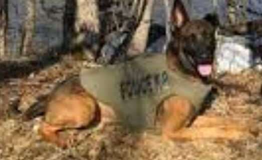 K9 “Lavi” Assists in Taking Fleeing Burglary Suspect into Custody after Sterling Highway Chase