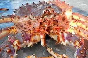 Alaska King Crab. Image-NOAA