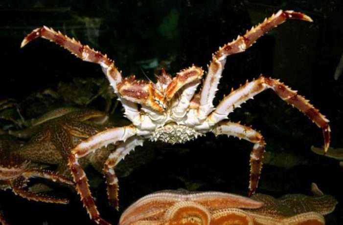 Snow Crab and Red King Crab Declines in 2022