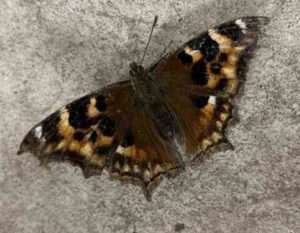 A Compton tortoiseshell butterfly in Two Rivers. Image-Rod Boyce