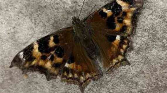 Butterflies in the middle of winter