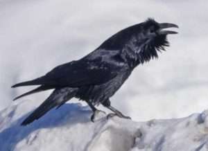 A ravenvocalizes on the west side of Fairbanks in April 2021. Photo by Hannah Foss