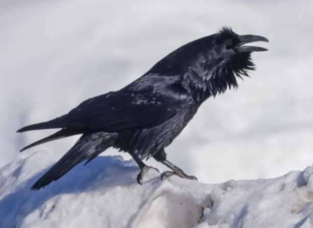 Making sense of raven talk