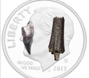 Fragments of 73 milliom year old bird tooth and bone from the Coolville River Bluffs. Image-Lauren Keller