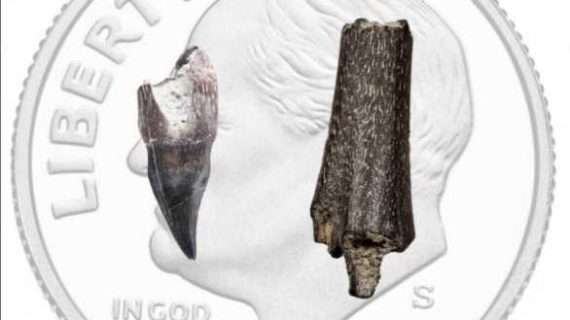 Birds in Alaska, 70 million years ago