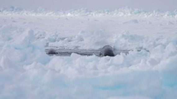 As sea ice declines in the Arctic, bowhead whales are adjusting their migration patterns