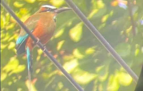 Stranger in a rich land of winter life