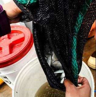 Changing Environmental Conditions on the Yukon River May Pose Challenge For Juvenile Salmon