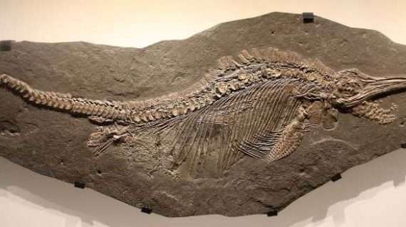 Oldest sea reptile from age of dinosaurs found on arctic island