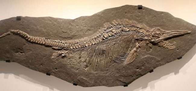 Ichthyosaur or ‘fish-lizard’. Image-Public Domain