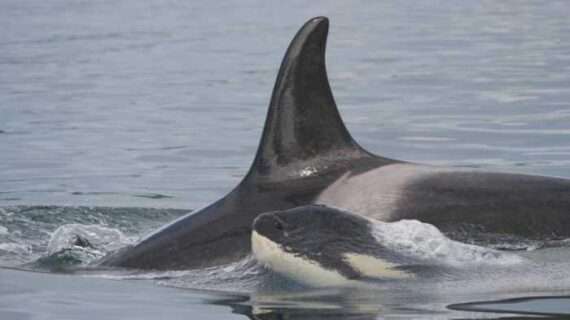 Inbreeding Contributes to Decline of Endangered Killer Whales