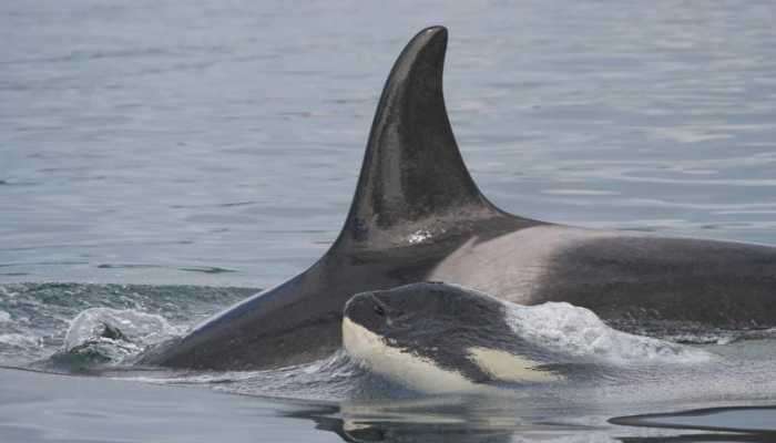 Inbreeding Contributes to Decline of Endangered Killer Whales