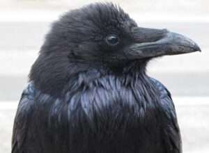 AQ Raven scans the horizon. Ravons are one of several animals that gather together when resting at night. Photo by Ned Rozell