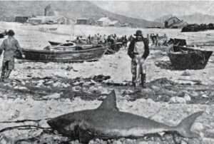 Photo: Salmon Shark on the beach in Karluk, 1889. Photo by T.H. Bean, courtesy of the National Archives.
