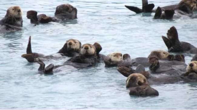 Raft of sea otters. Photo courtesy of Dawn Montano.
