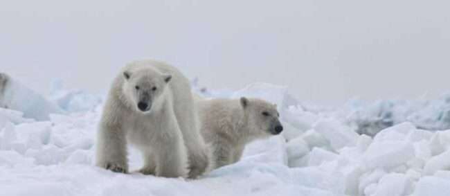 Polar Bears hunton the ice north of Utqiaġvik, the farthest north community in the United States. Photo by Craig George.