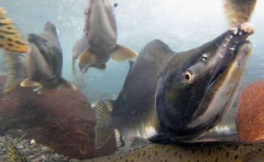NOAA Fisheries to Hold Public Hearing on Amendment that Would Establish Federal Management of Salmon in Upper Cook Inlet