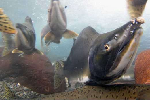 NOAA Fisheries to Hold Public Hearing on Amendment that Would Establish Federal Management of Salmon in Upper Cook Inlet