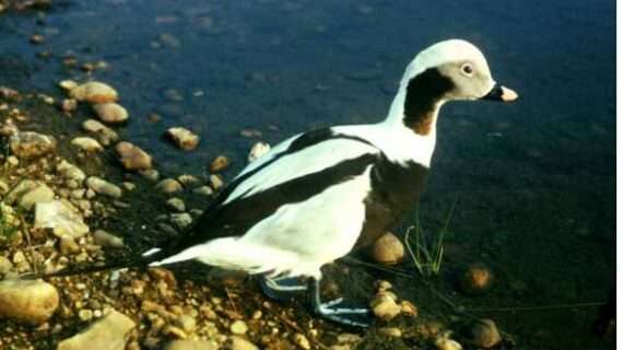 Long-Tailed Duck-Alutiiq Word of the Week-May 1st