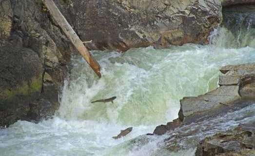 New Research Asks, “Can Pacific Salmon Keep Pace with Climate Change?”