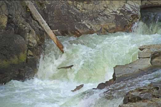New Research Asks, “Can Pacific Salmon Keep Pace with Climate Change?”