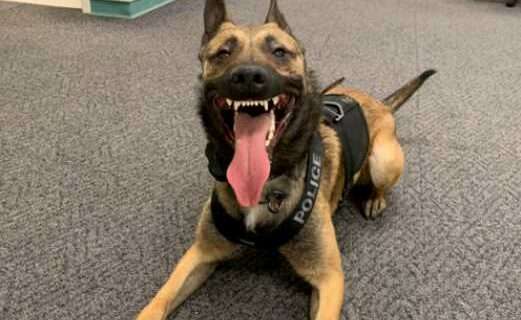 K9 Ray Nabs Another Suspect Sunday Night