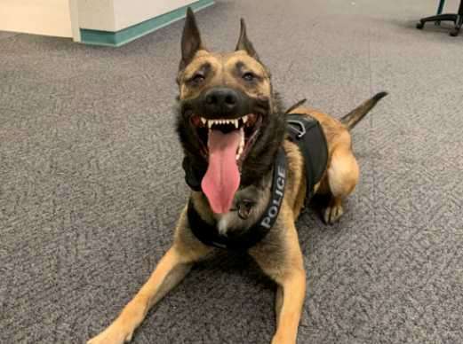 K9 Ray Takes Down Belligerent Felony Suspect on A Street Sunday Night