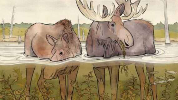 Why is a moose’s nose so big?