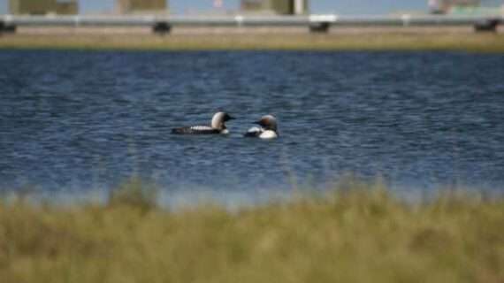 Oil and gas infrastructure hurting nesting birds in globally important breeding area in arctic Alaska